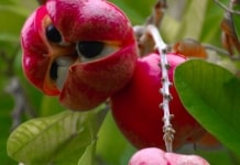 عجیب ترین میوه های جهان