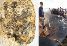 میلیونر شدن ماهیگیران یمنی از استفراغ نهنگ عنبر