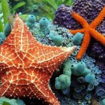 موجودات بی‌ مغز