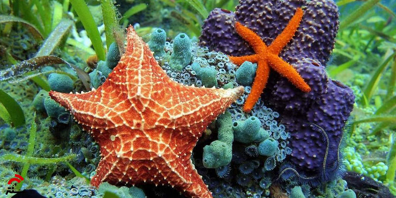 موجودات بی‌ مغز