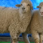 اولین گوسفند ویرایش ژنتیکی