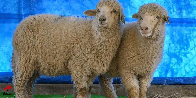 اولین گوسفند ویرایش ژنتیکی