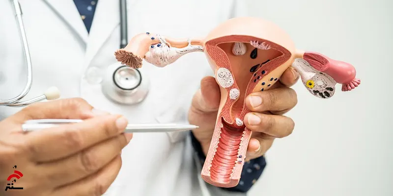 بازسازی لایه داخلی رحم انسان