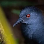 رستاخیز طبیعت: بازگشت پرندگان گمشده گالاپاگوس بازگشت پرندگان گمشده گالاپاگوس