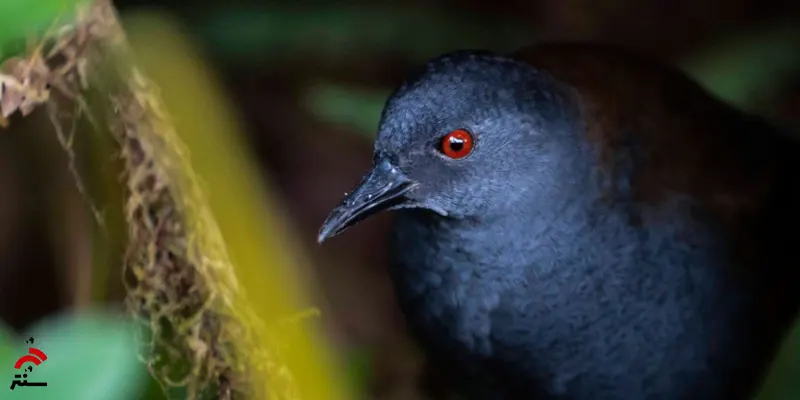 بازگشت پرندگان گمشده گالاپاگوس